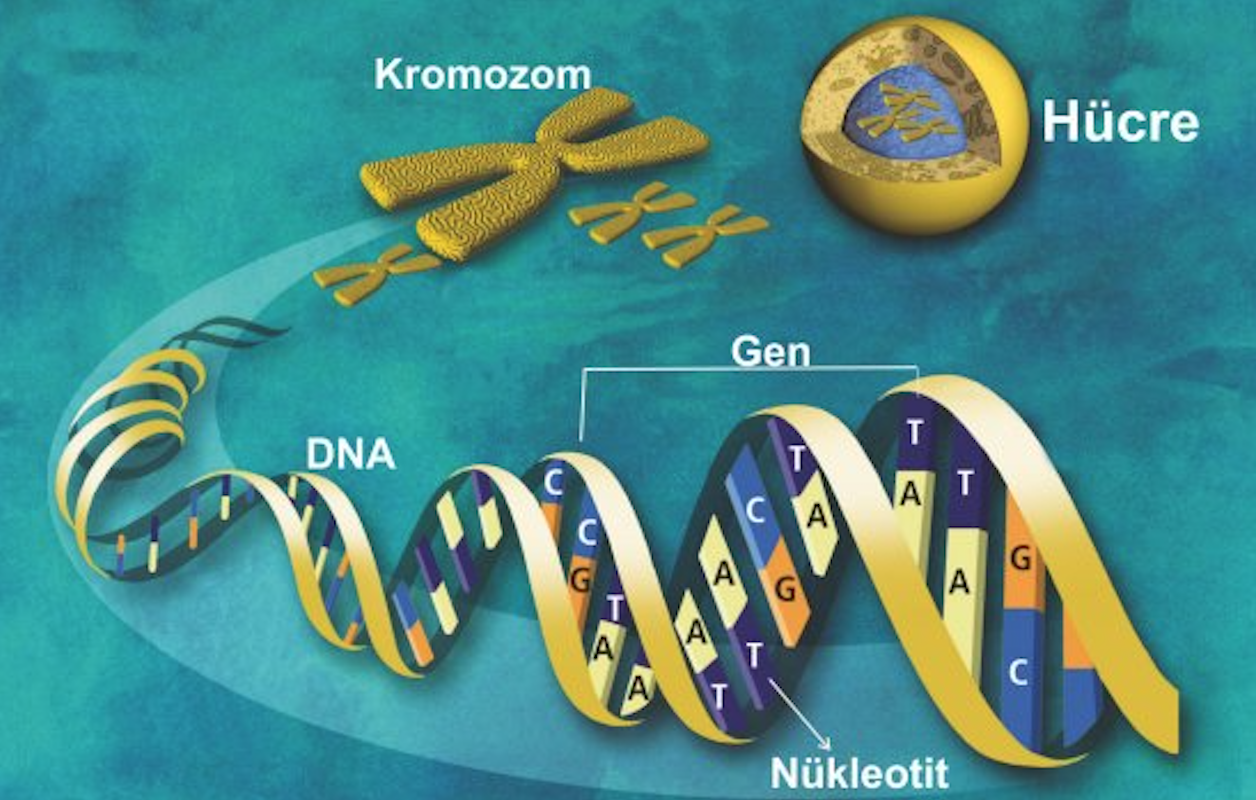 GENETIC CODE